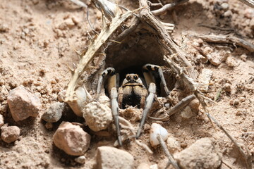 Tarantula peeking out of its burrow waiting for prey