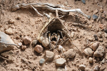 Tarantula peeking out of its burrow waiting for prey