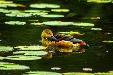 Whistling duck swimming gracefully in a serene pond with lily pads, ideal for wildlife and nature...
