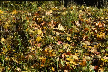 Fallen leaves are among grass on the ground in sunny autumn day.