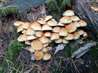 mushrooms in the forest