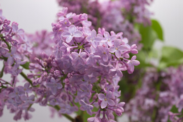 Close-up of lilac blossoms in full bloom