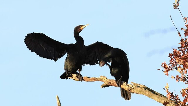 two birds mating, two cormorants mating, mating games on a tree, mating season for black birds, two feathered animals caressing each other