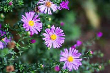 Fototapeta premium Purple flowers with yellow centers are growing on a bush