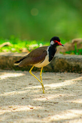Close-up of a red-wattled lapwing in a natural habitat, ideal for wildlife and bird photography projects