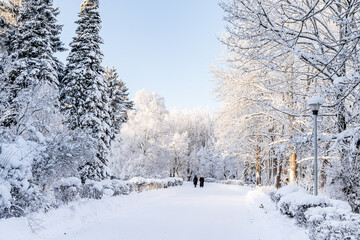 beautiful winter landscape in forest or park. trees are covered with snow. winter sun is shining beautifully, snow is shining. A New Year's tale. Christmas mood. a walk through the winter forest.