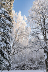 beautiful winter landscape in forest or park. trees are covered with snow. winter sun is shining beautifully, snow is shining. A New Year's tale. Christmas mood. a walk through the winter forest.