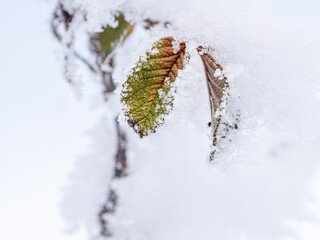 beautiful winter landscape in forest or park. trees are covered with snow. snow is sparkling. New Year's tale. Christmas mood. walk through winter forest. macro photos of plants in snow