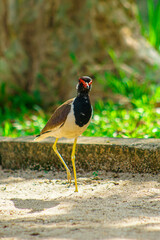 Close-up of a red-wattled lapwing in a natural habitat, ideal for wildlife and bird photography...
