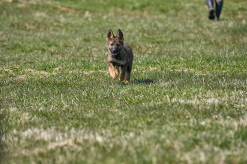 Beautiful German Shepherd puppy playing on a flower meadow on a sunny summer day in Skaraborg Sweden