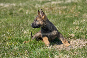 Beautiful German Shepherd puppy playing on a flower meadow on a sunny summer day in Skaraborg Sweden