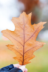 A person is carefully holding a brown leaf gently in their hand