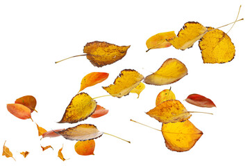 Naklejka premium Dry colorful autumn leaves fly in air, isolated on white, clipping