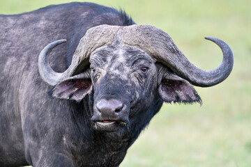 buffalo in the field