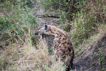 Hyena in the grass