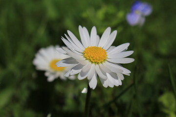 Obraz premium white daisy flower