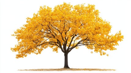 tree with autmn leaves isolated on white