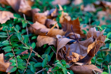 Fallen leaves resting on vibrant green ground cover during autumn in a serene natural setting