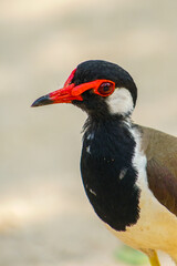Close-up of a red-wattled lapwing in a natural habitat, ideal for wildlife and bird photography projects