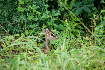 Dik Dik dwarf antelope in the savannah of Africa