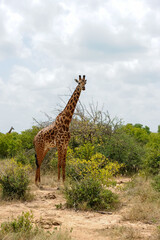 Giraffes in Tsavo Nationl Park Kenya