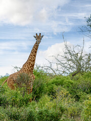 giraffe in the savannah of Africa