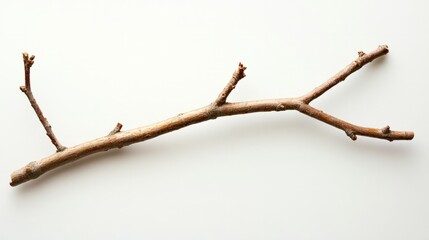 branch isolated on white