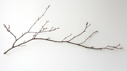 Fototapeta premium branch isolated on white