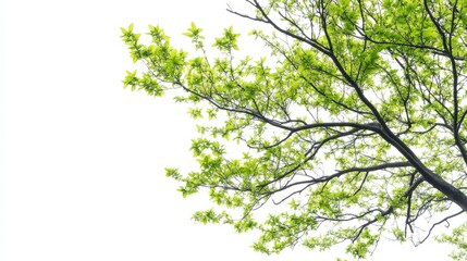 Obraz premium green tree isolated on white