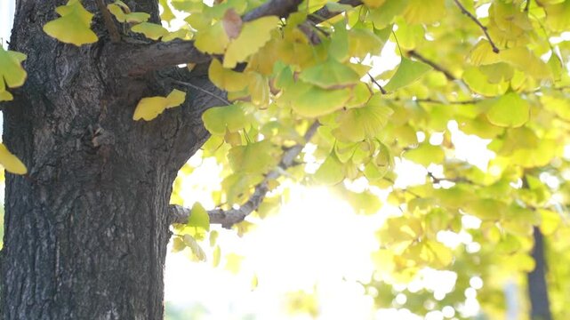 Yellow colored ginkgo leaves swaying in wind. Golden ginkgo leaves swaying in wind in autumn
