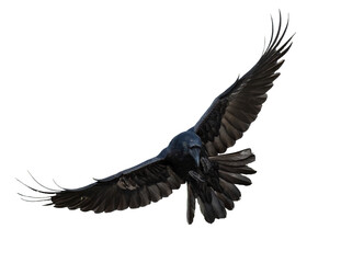 A beautiful raven (Corvus corax) in flight isolated on transparent background