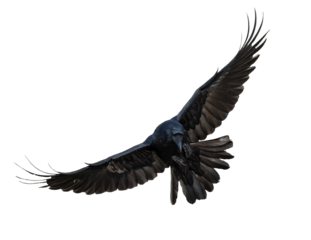 A beautiful raven (Corvus corax) in flight isolated on transparent background