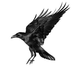 A beautiful raven (Corvus corax) in flight isolated on transparent background