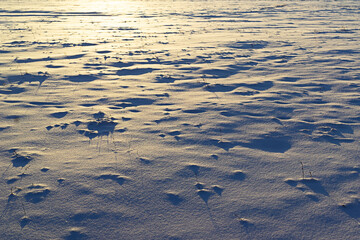 Unmown meadow covered with snow. Beautiful sunset.Place for text