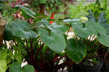 photography of the tropical plant Homalomena Occulta is an ornamental plant suitable for natural backgrounds