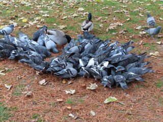 Obraz premium TRENTO E BOLZANO