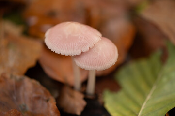 close-up from de top of two rosy bonnet fungus