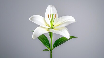 Fototapeta premium A photostock of a single fresh white lily in bloom, isolated on a white background, pure and serene. High Quality