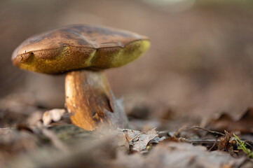 close-up sideway of a large brown bay bolete fungus