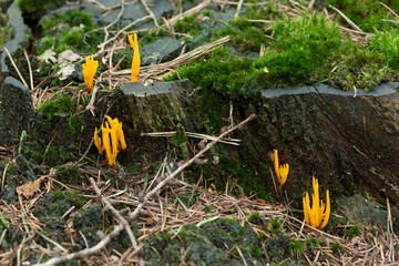 close-up of a large group of yellow stagshorn