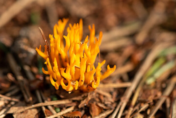 close-up of a large yellow stagshorn fungus