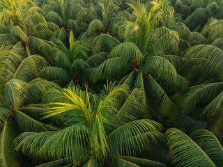 Aerial view of coconut trees with fruits in the sunrise