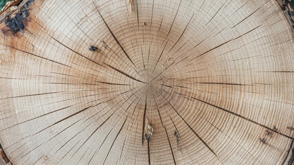 Close-up of a White Oak tree cut surface showcasing detailed growth rings, natural wood texture, and intricate patterns, ideal for woodworking, design inspiration, or educational purposes.