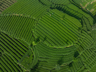 Aerial view of beautiful tea terrace landscape in China