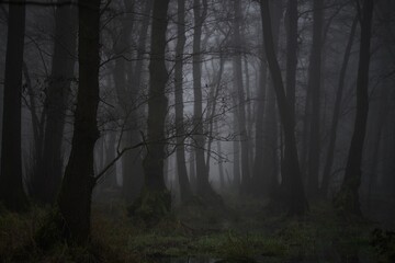 fog in the woods