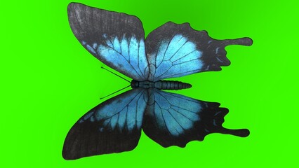 blue butterfly with green background