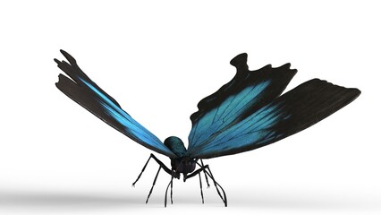 blue butterfly with white background © Masihullah