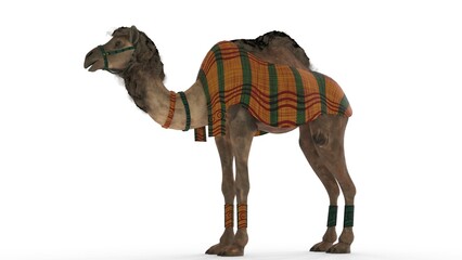 camel with white background