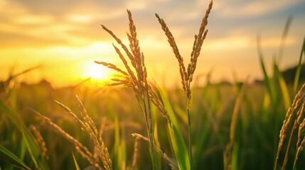 Obraz premium Close up to rice spike in rice field with sunset background with copy space.