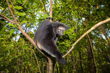 Lemur Indri indri, babakoto largest lemur from Madagascar